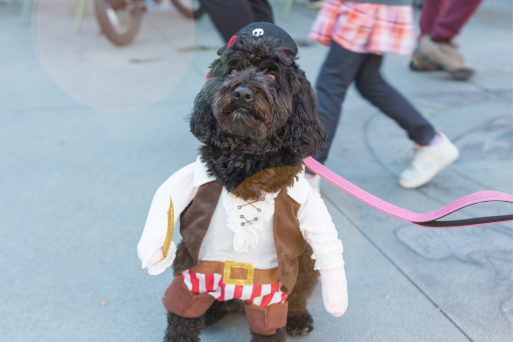 Halloween Costumed Pet Parade Ranch Events